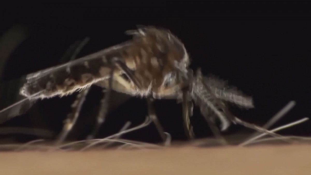SSA Sinaloa Refuerza medidas para contener dengue