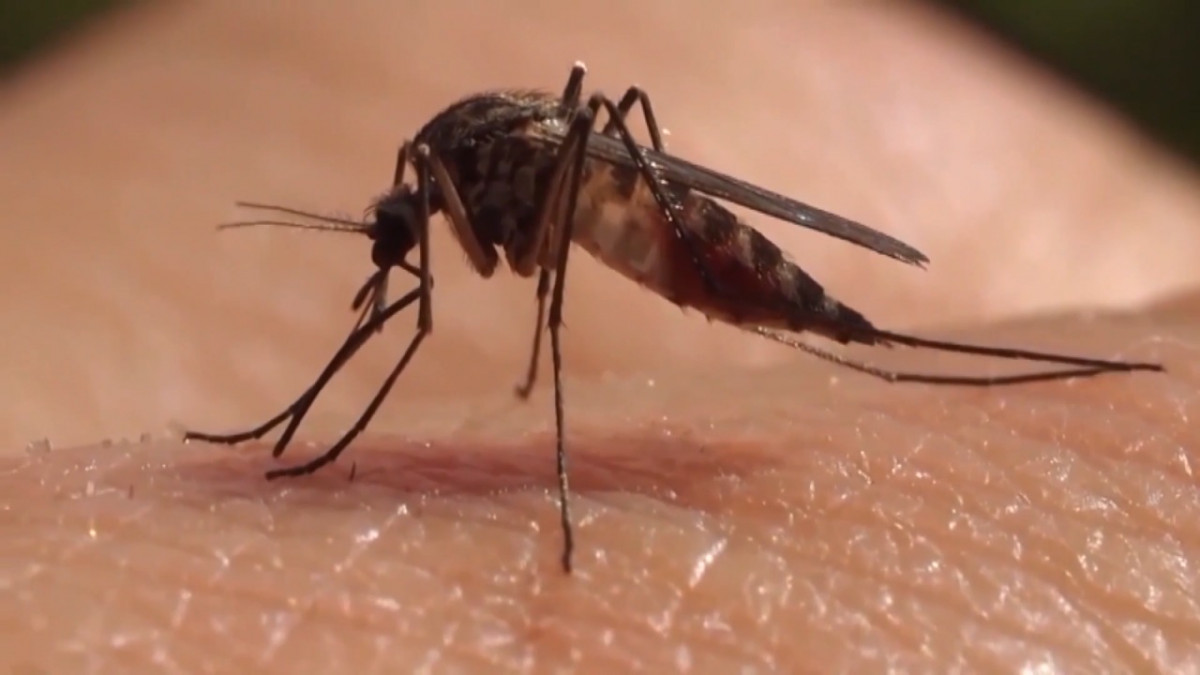 Exhorta PAN Cajeme a autoridades de salud redoblar esfuerzos en el combate del Dengue