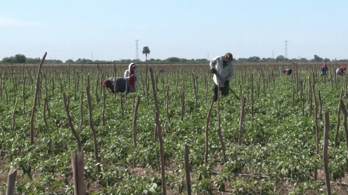 Deja adelanto de bajas temperaturas en el Sur de Sonora miedo, podrían afectar las producciones de hortalizas: Aphym
