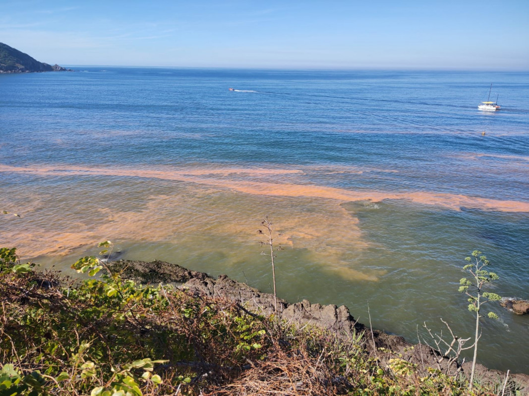 Alerta en Mazatlán por Marea Roja
