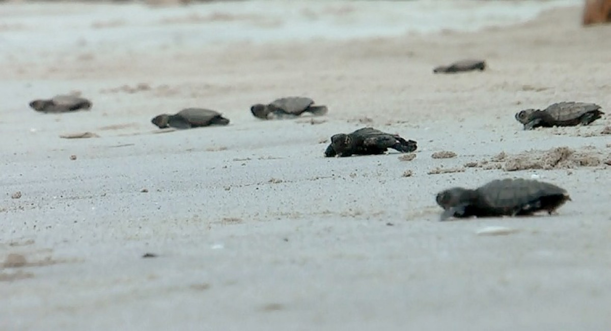 Mil 353 nidos de tortuga protegidos por Acuario Mazatlán