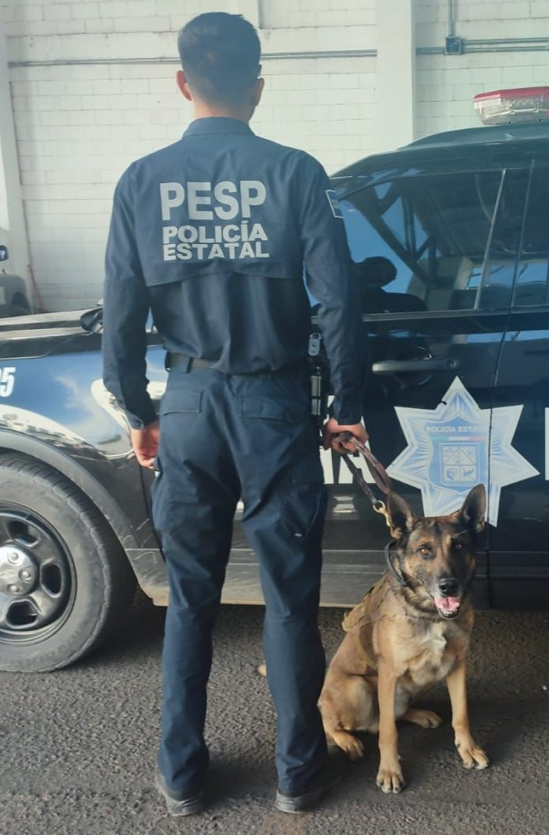 Colabora “Pepol”, de la Policía Estatal, en el aseguramiento de una persona y sustancias similares al narcótico en Hermosillo