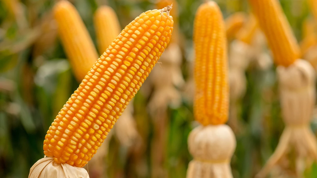 La política en el país sigue en contra del consumo humano de maíz transgénico 