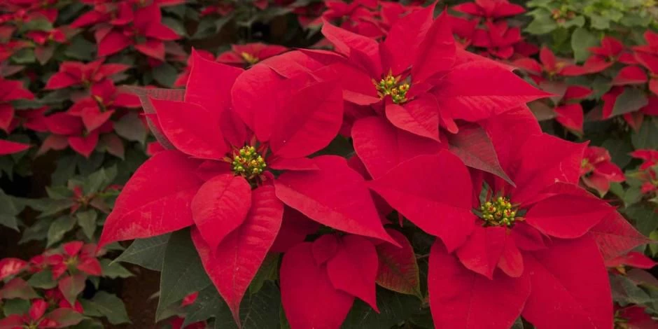 Flor de nochebuena: una planta mexicana que adorna la navidad del mundo