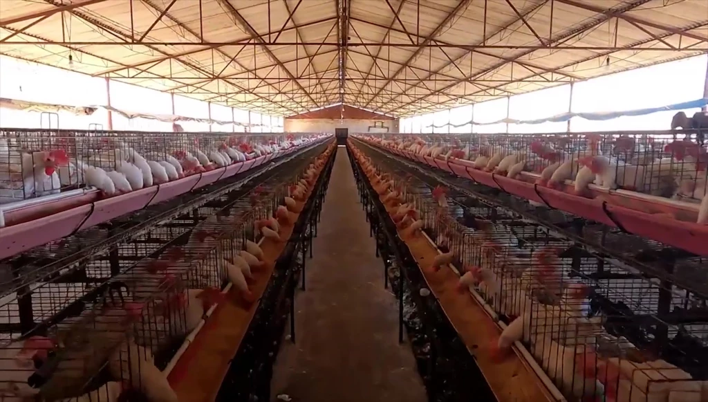 En alerta Sinaloa por gripe aviar