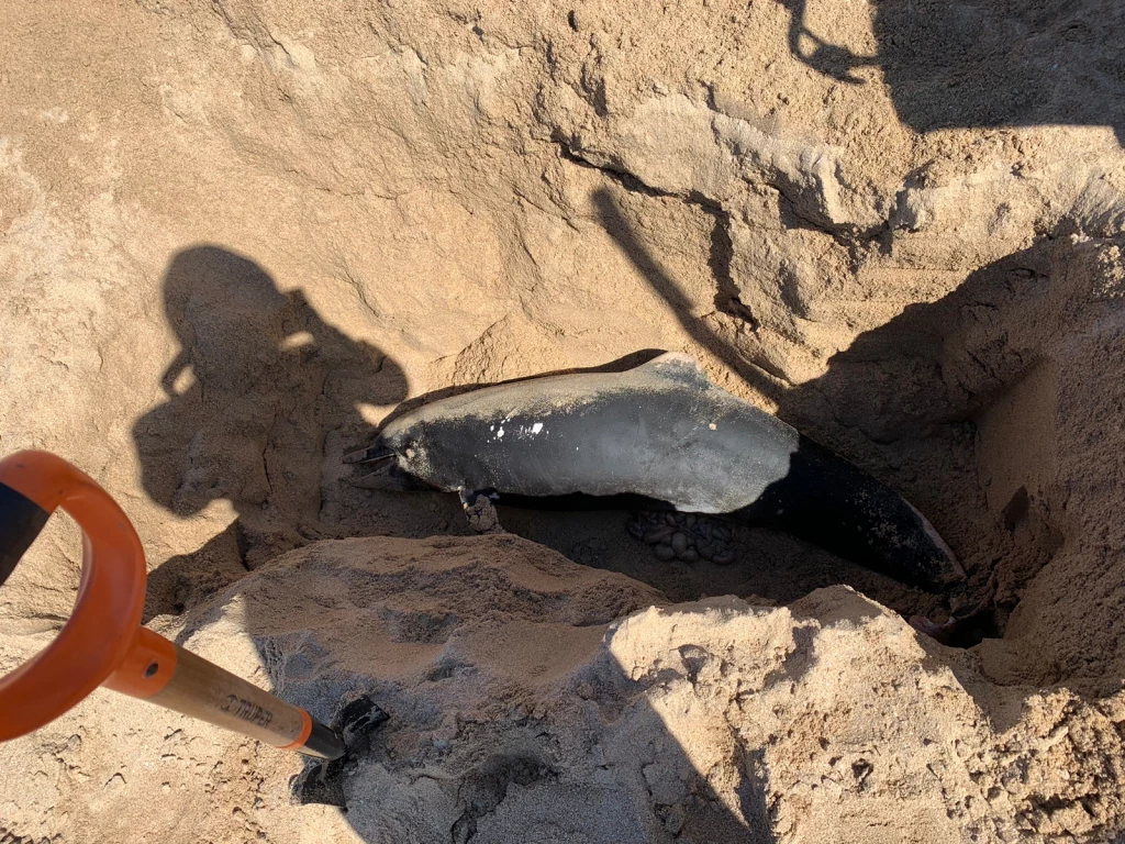 Encuentran a delfín muerto en Playas Cerritos de Mazatlán