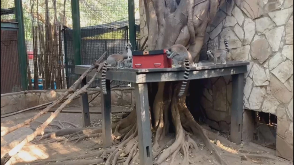 Animales del ZOO de Culiacán buscaron su regalo de Navidad