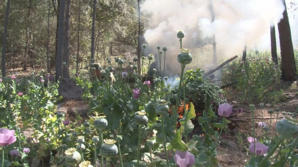 SEDENA destruye en 2022 mas de cien mil plantíos de droga