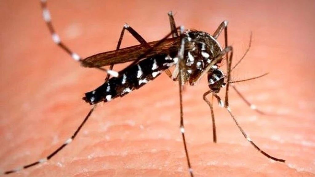 Descubren 15 nuevas especies de mosquitos