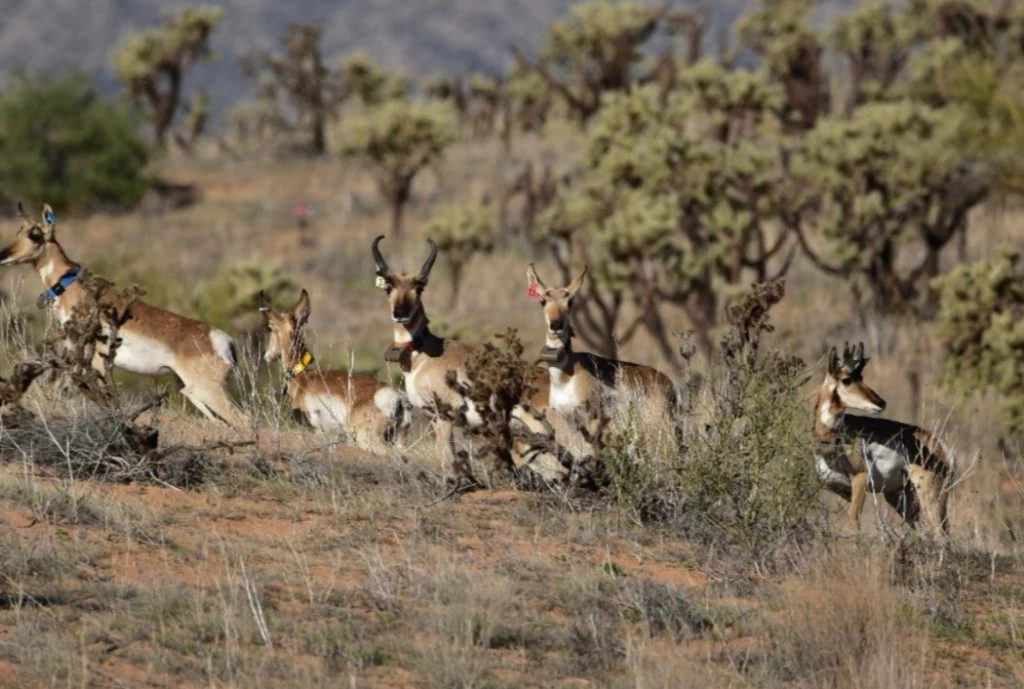 Liberan 6 berrendos sonorenses en la Reserva de la Biósfera El Pinacate: Cedes