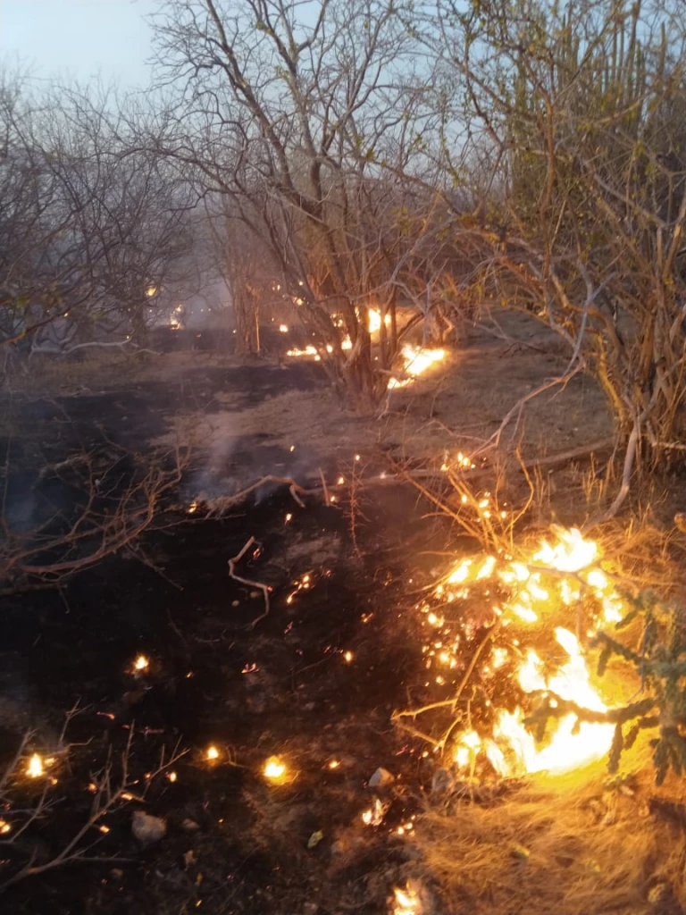 Apoyan agentes de la SSPM a sofocar incendio forestal en Hornos