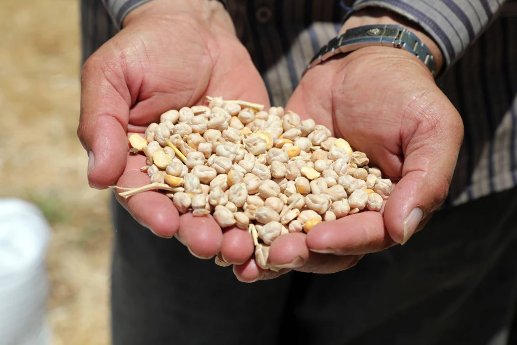 México impone arancel de 50 % a exportaciones de maíz blanco