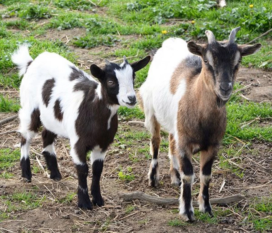 Sacrifican a cuatro cabras de Zoológico para elaborar "barbacoa"  y festejar la posada del personal