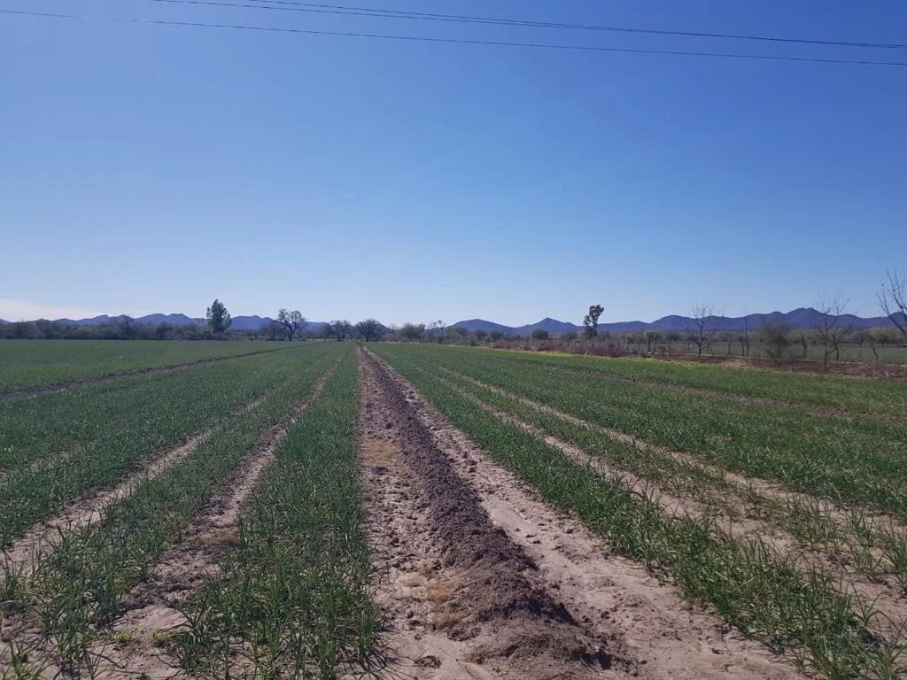 Promueve la Secretaría de Agricultura en Sonora la cadena productiva del ajo