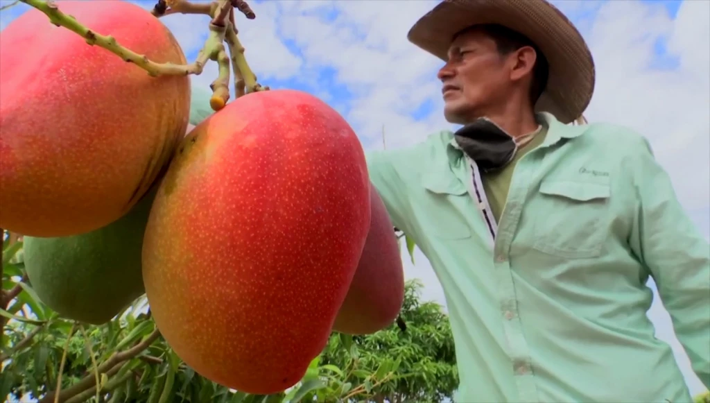 Productores de mango del sur de Sinaloa esperan buena temporada