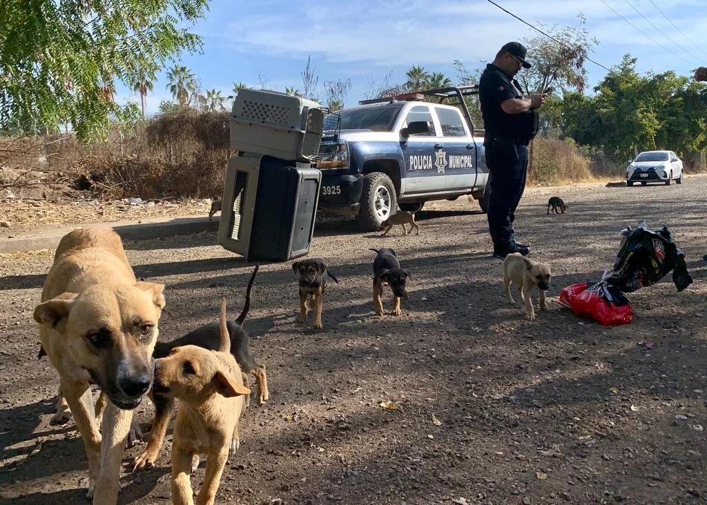 Policía Municipal atiende a 24 perritos abandonados