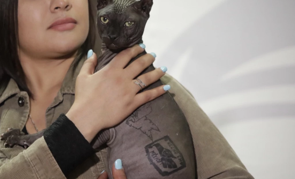 Adoptan a gato egipcio rescatado en Ciudad Juárez