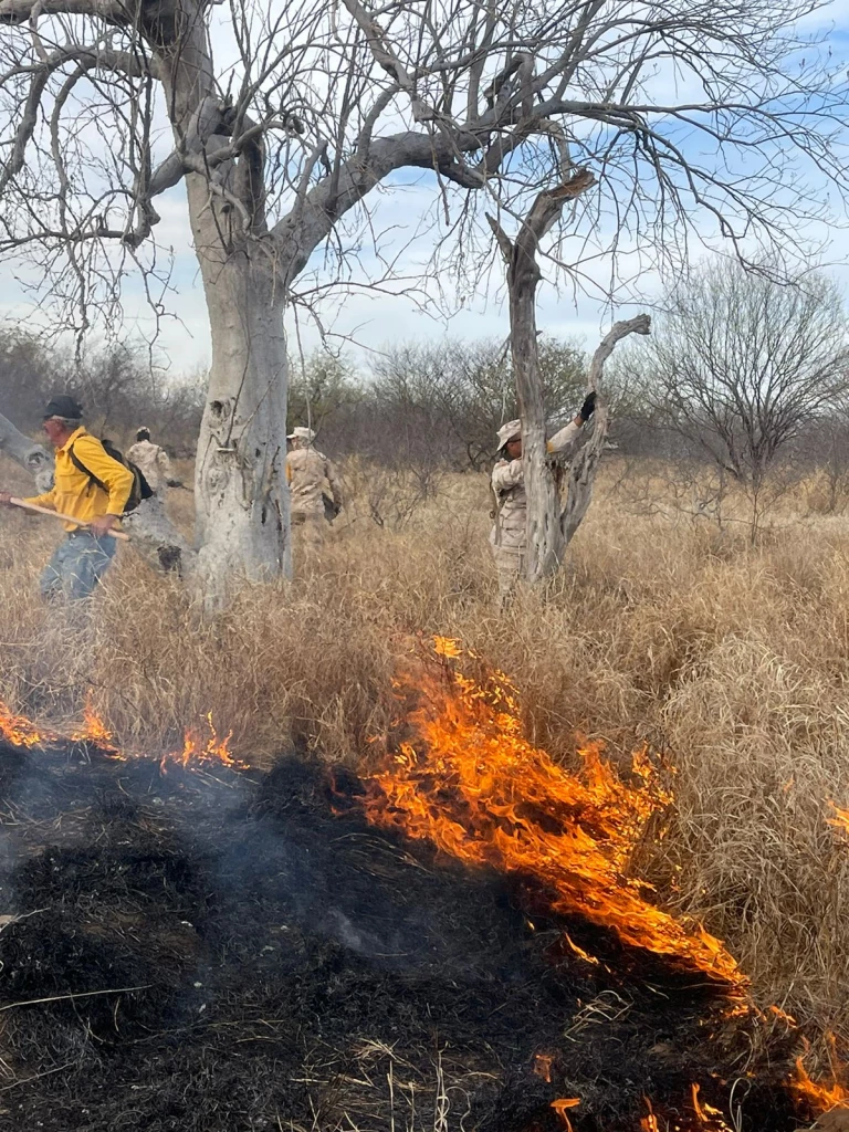 Controlado en un 70 por ciento incendio forestal en Suaqui Grande: Protección Civil Sonora