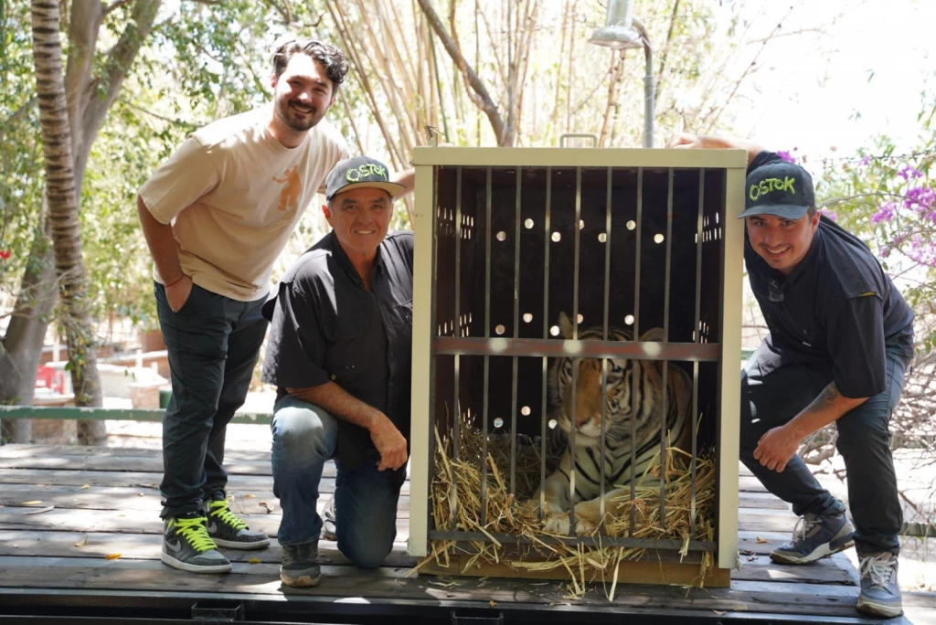 De Culiacán a la India, van tigres rescatados por Ostok Sanctuary