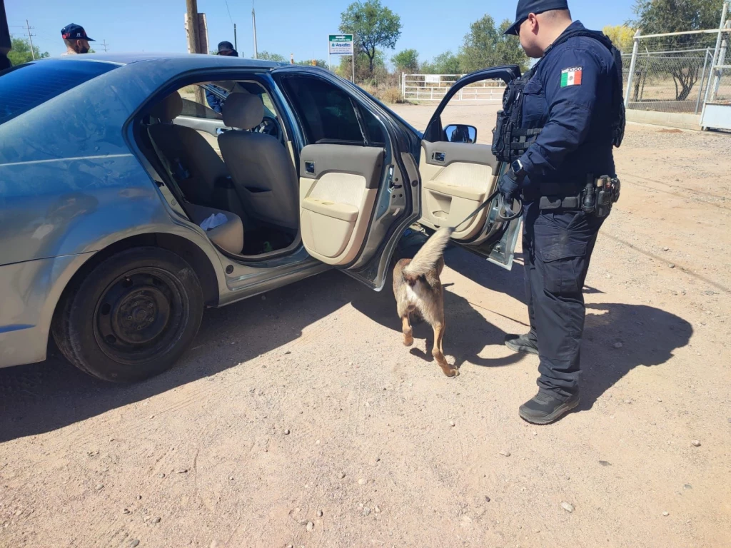 Binomios caninos K-9 colaboran en operativos de la Policía Estatal