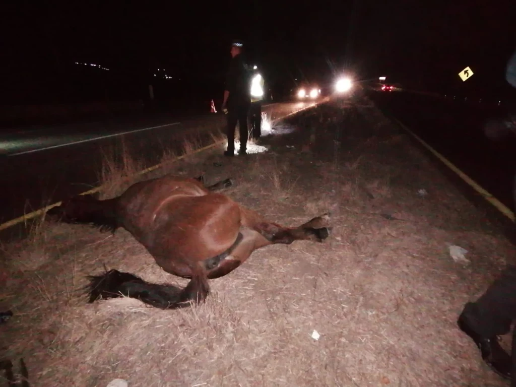 Caballos provocan accidente por la México 15