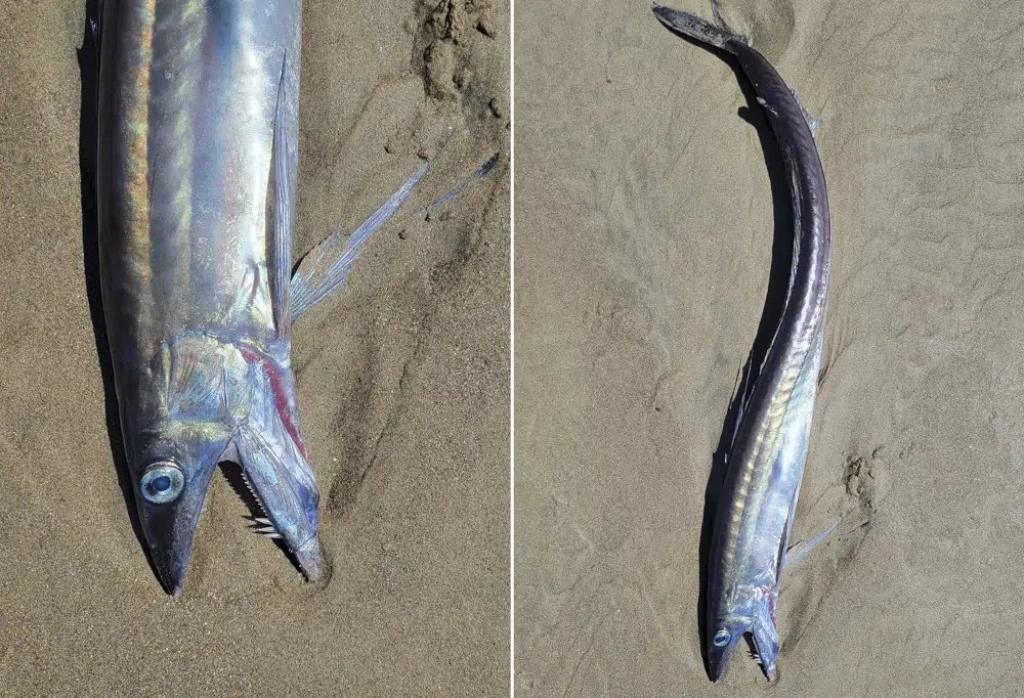 Aparece extraña especie de pez en playa de Estados Unidos