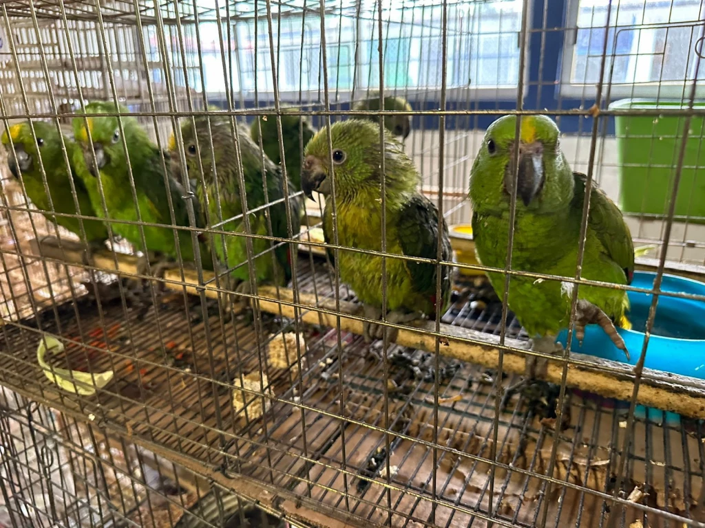 Se han rehabilitado mil 500 aves rescatadas del tráfico de especies en Iztapalapa