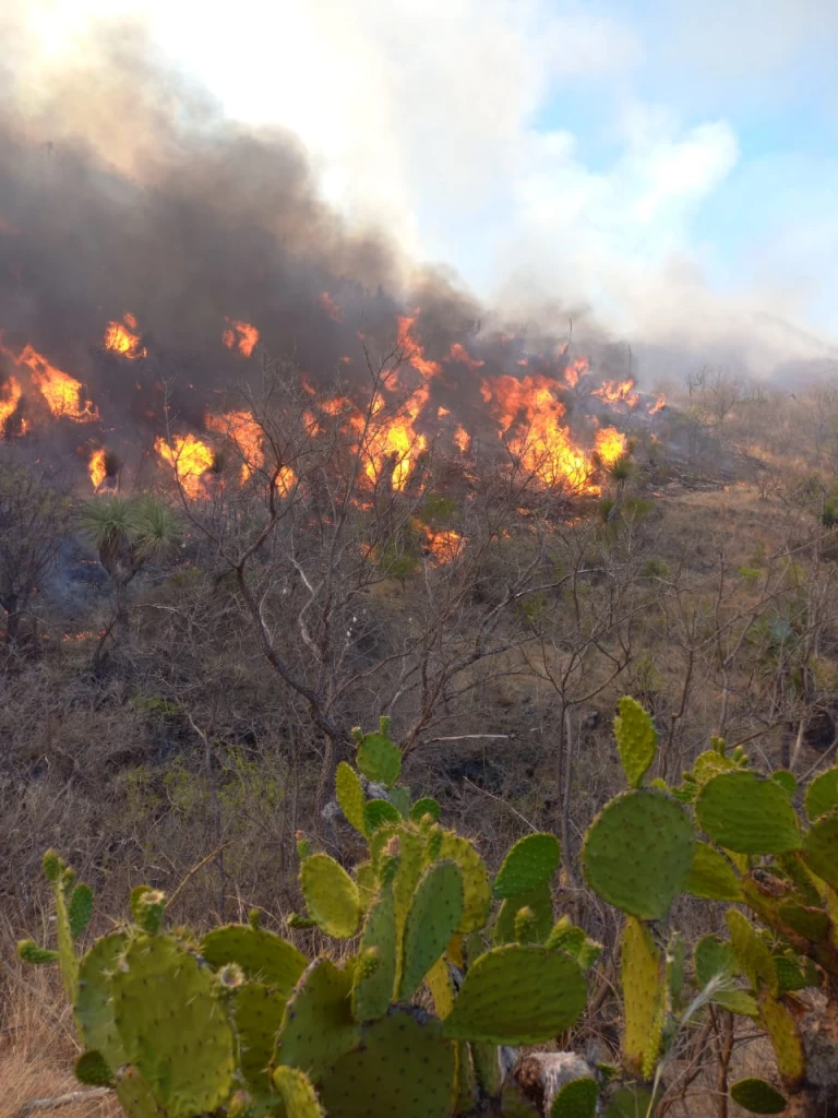 Mantiene Protección Civil Sonora combate a incendios forestales; suman 53 en lo que va del año