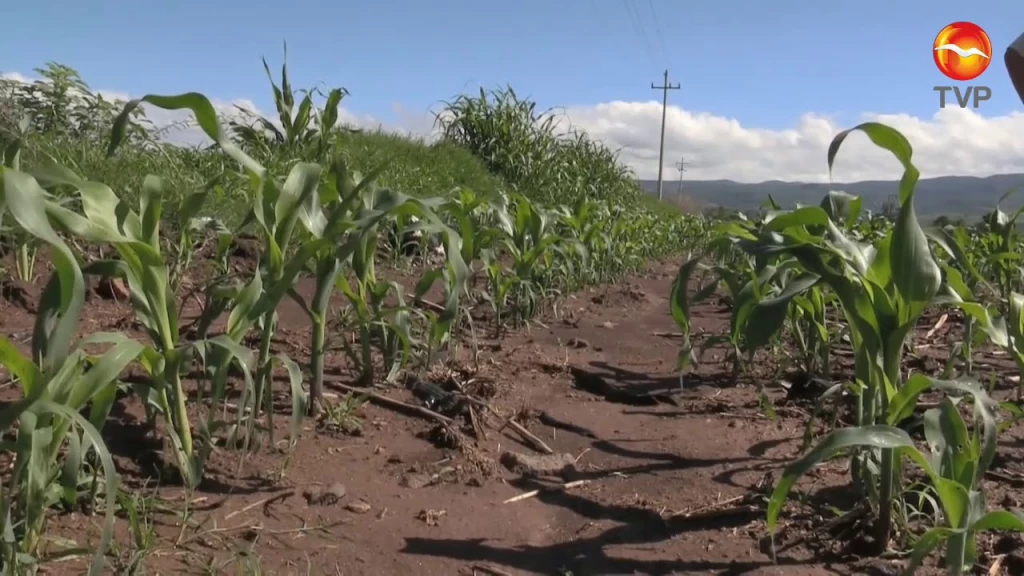 México alcanza las 32,1 millones de hectáreas para uso agrícola