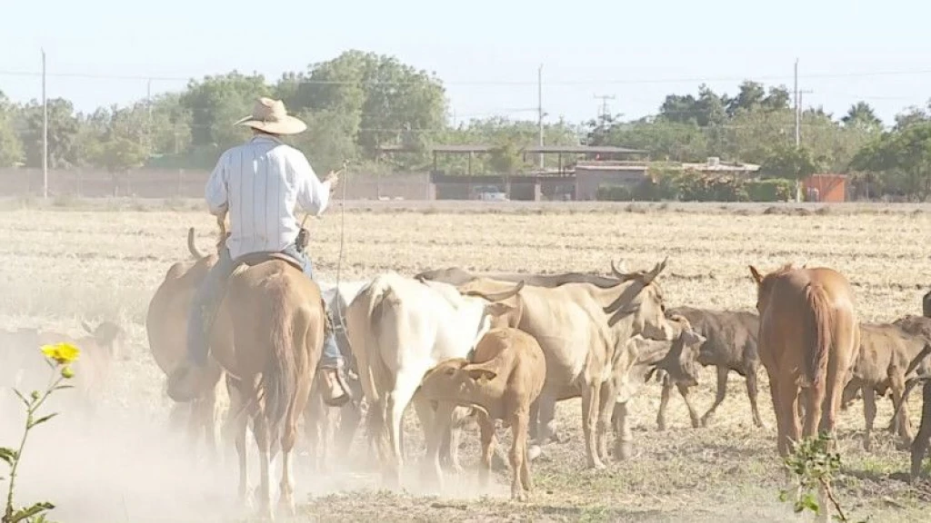 Sequía todavía no se agrava en zona sur de Sinaloa