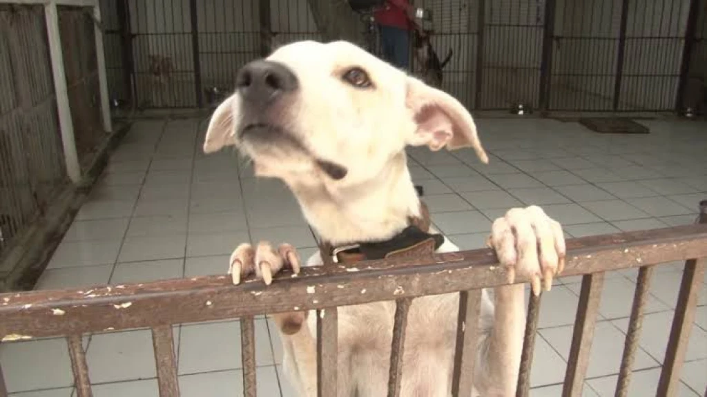 Amigos de los animales invita a la defensa del proyecto de parque para mascotas
