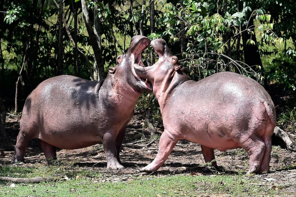 Buscan evitar que 70 hipopótamos sean sacrificados