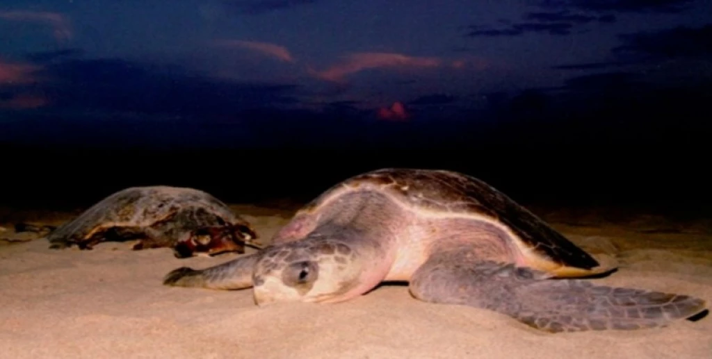 ¡Hoy es el Día Mundial de las Tortugas Marinas!