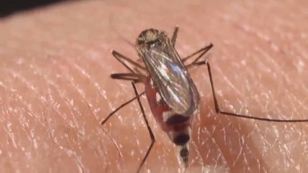 Hay brigadas de limpieza a los criaderos del dengue