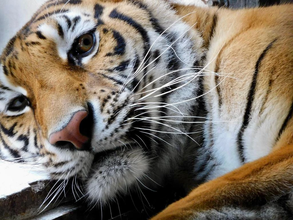 Un año del histórico rescate de los 140 felinos: AZCARM