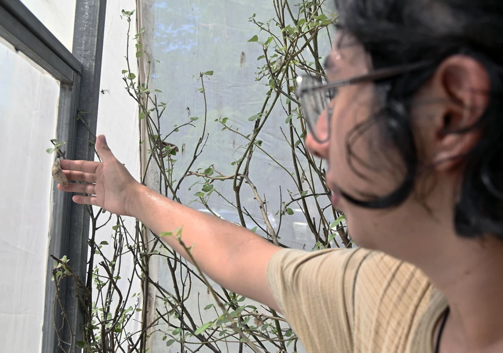 Inicia la temporada reproductiva de la mariposa cuatro espejos