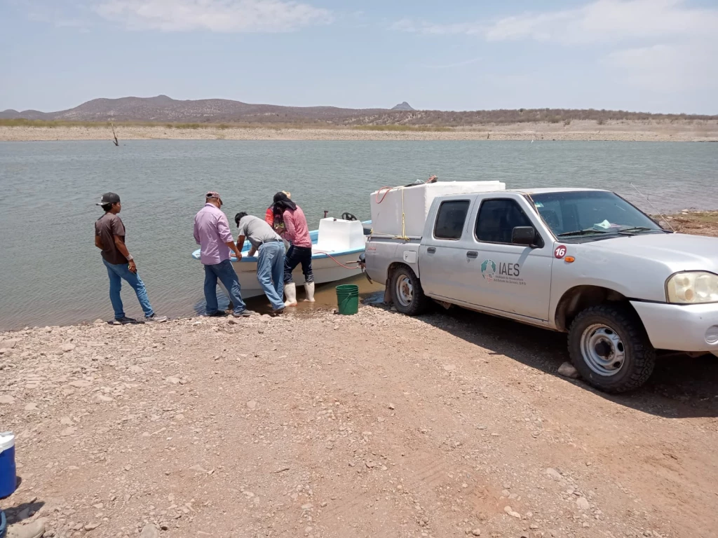 Siembra Gobierno de sonora 800 mil crías de tilapia en la presa El Oviáchic en Cajeme