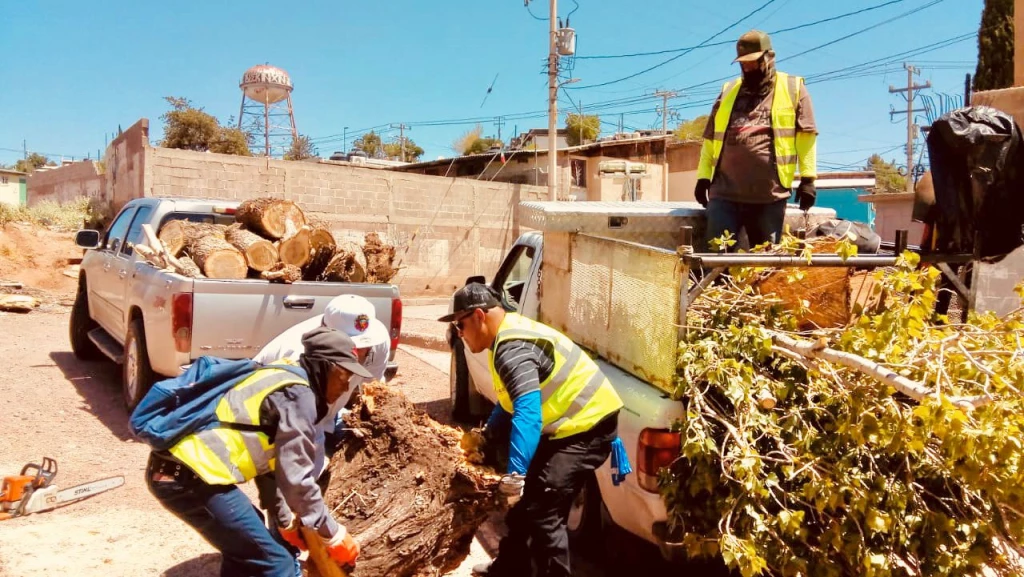 Realizan poda de árboles para evitar cortocircuitos