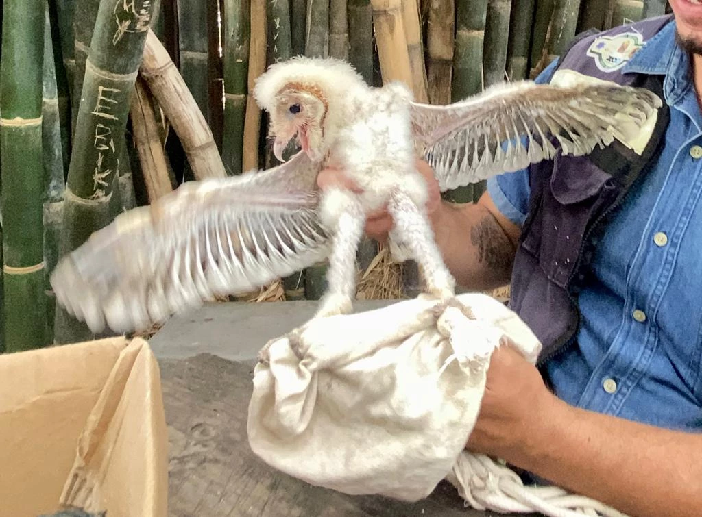 Una lechuza bebé el nuevo rescate del zoológico de Culiacán