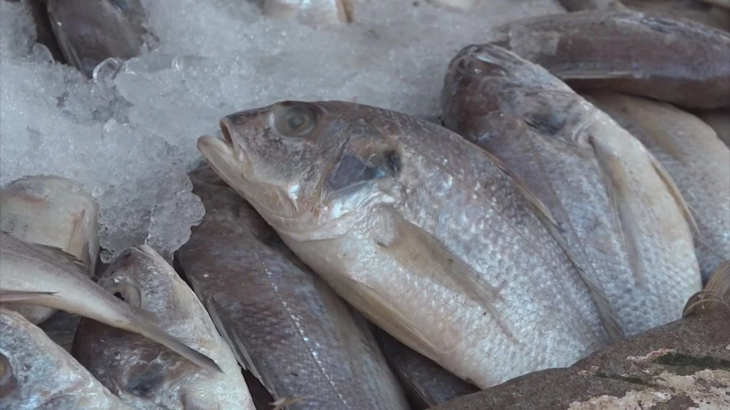 Detectan por medio de OCEANA “Gato por liebre” en productos de Mazatlán