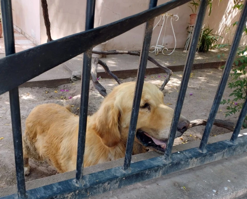 Rescata AMIC a can por maltrato animal en Cajeme
