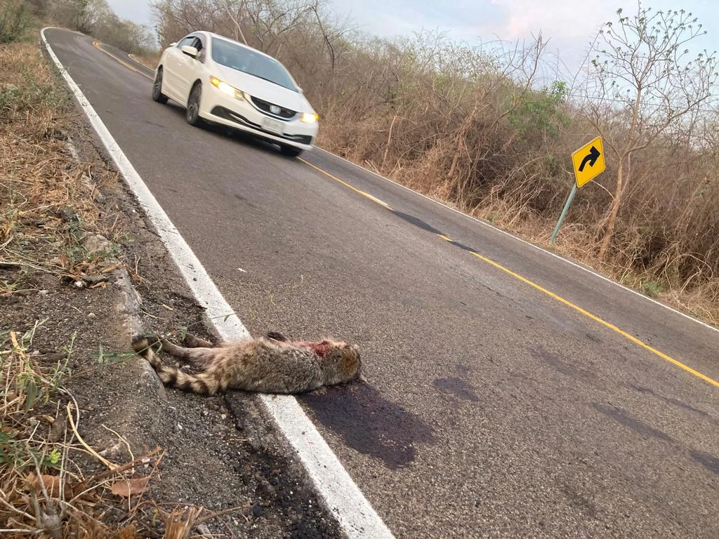 Estudio revela el alto nivel de accidentes que sufren las especies en carreteras