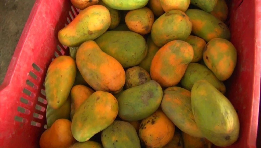Mexico cuenta con excedente de mango debido a poca compra de Estados Unidos