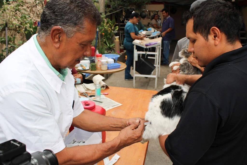 Anuncian Jornada Masiva de Castración de Mascotas en Nogales