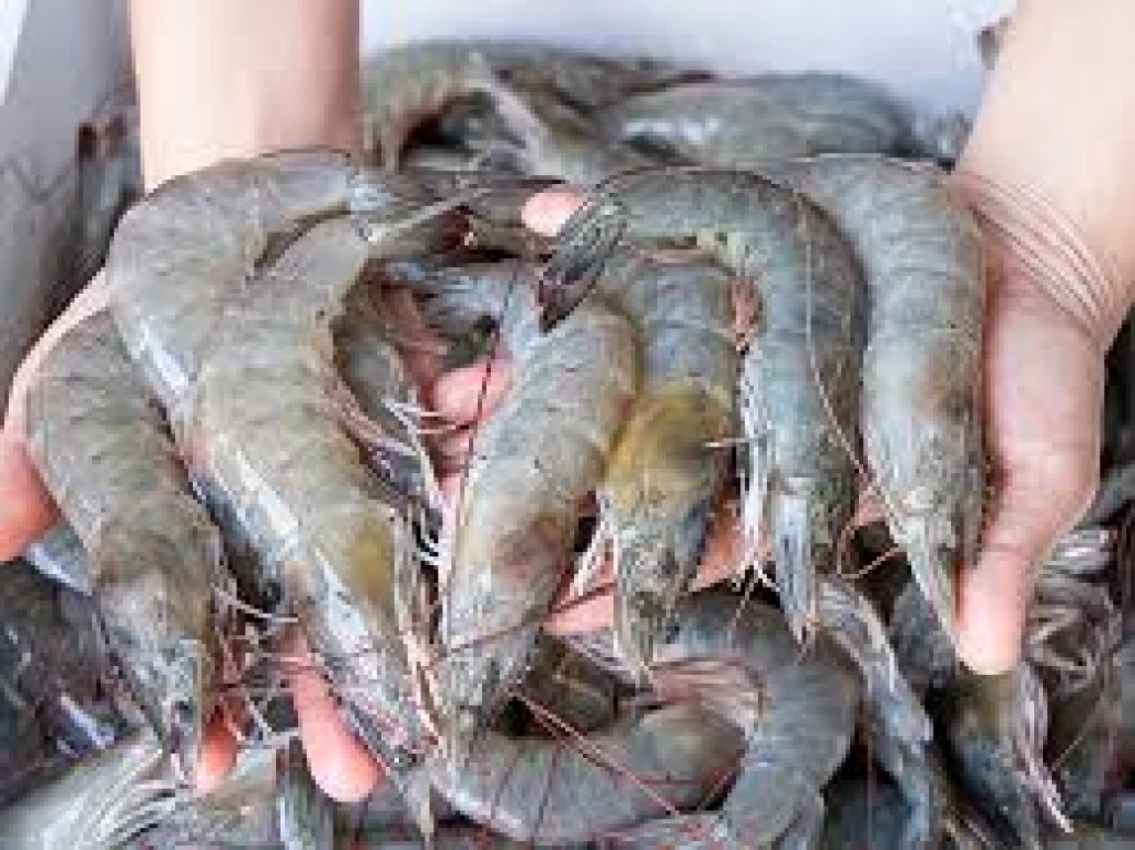 Pescadores de bahía piden se adelante la salida a la captura del camarón