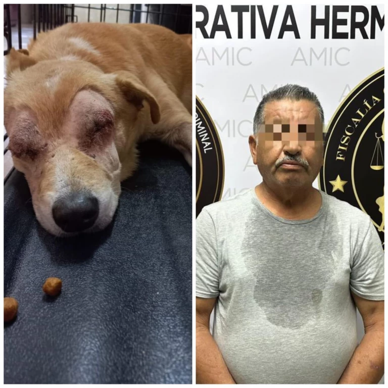 Detienen a uno más en Sonora por crueldad animal, le sacó los ojos a un canino