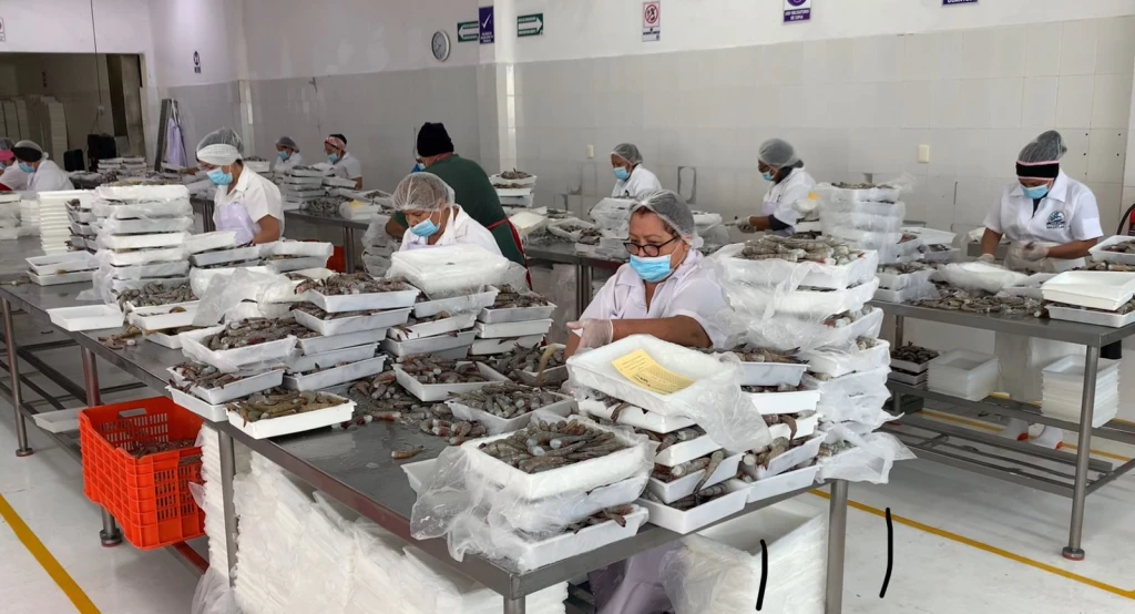 Grandes capturas de camarón sorprende a empacadoras en Mazatlán