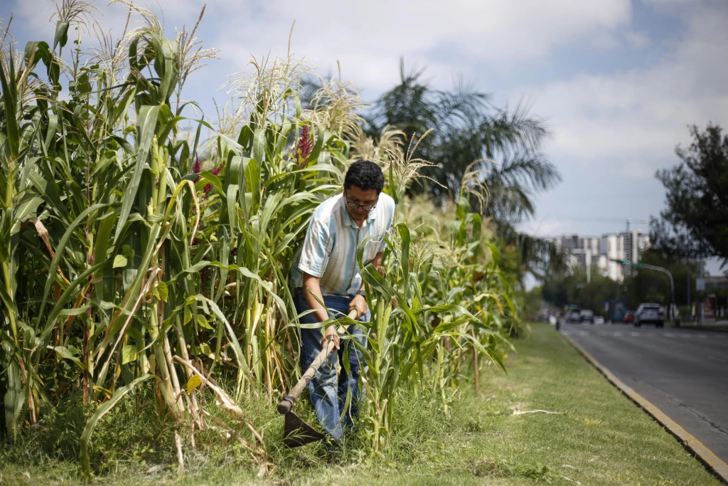 Buscan proteger la milpa, el cultivo prehispánico del maíz