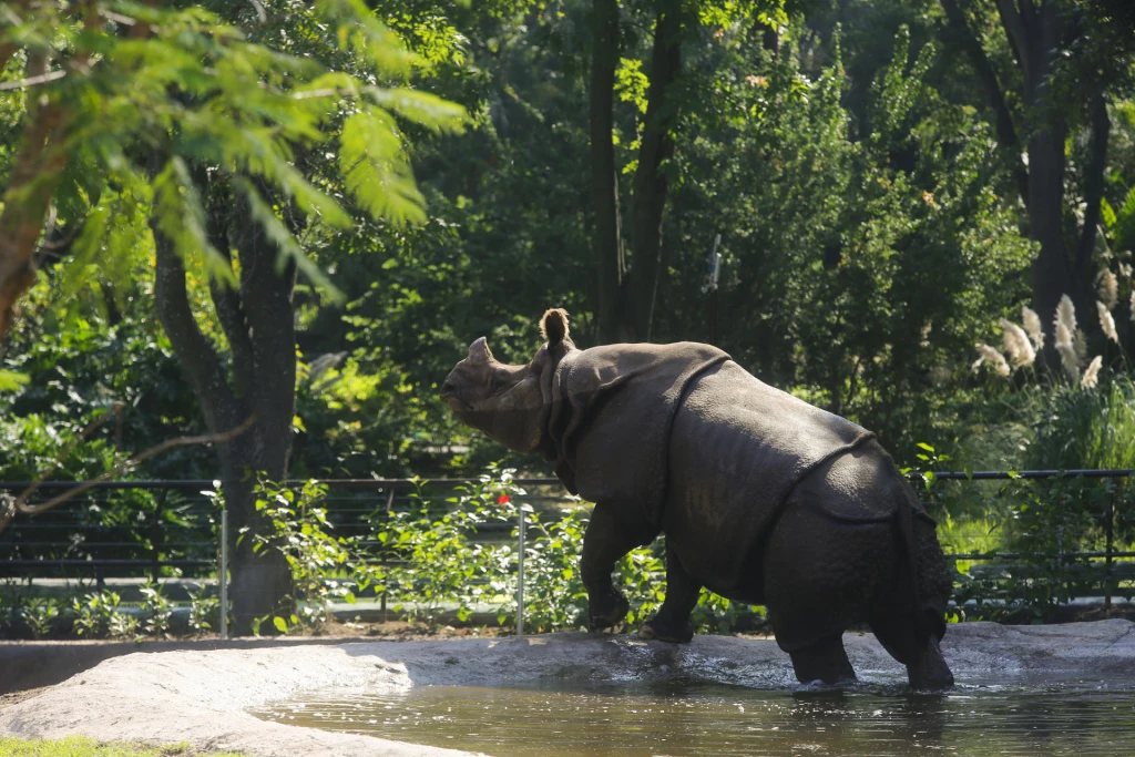 Bali y Antjali rinocerontes indios encuentran hogar en Zoológico de Guadalajara