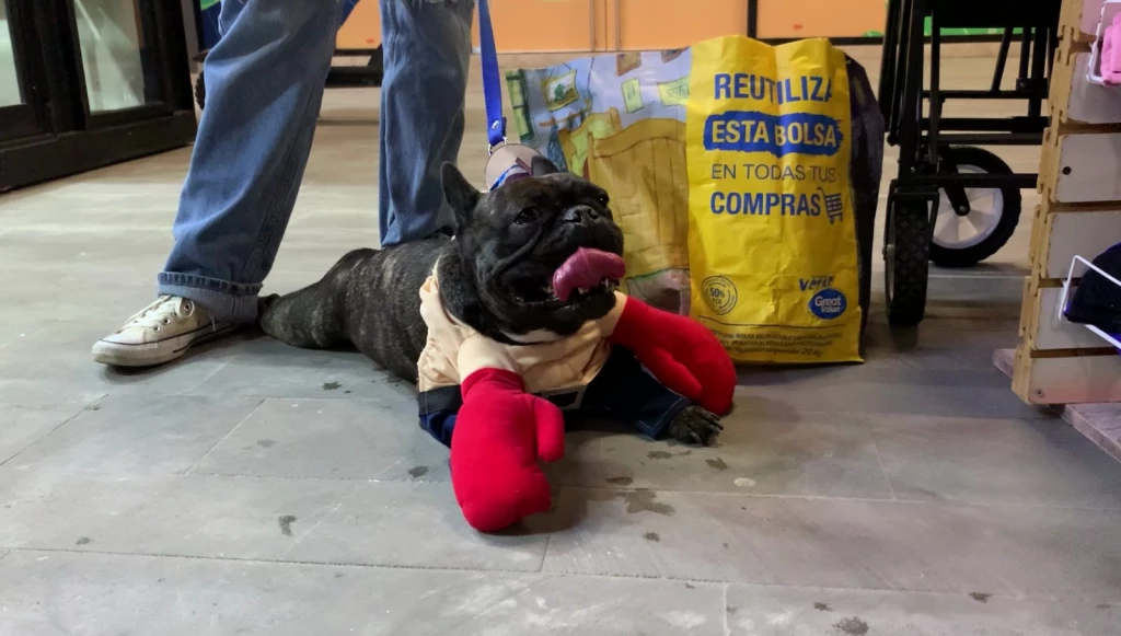 Plaza Camino al Mar celebra segundo concurso de disfraces de perros